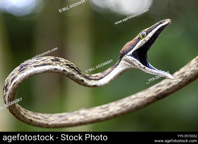 Brown Vine Snake (Oxybelis aeneus) opening its mouth in threat display. - La Laguna del Lagarto Eco-Lodge, Boca Tapada, Costa Rica
