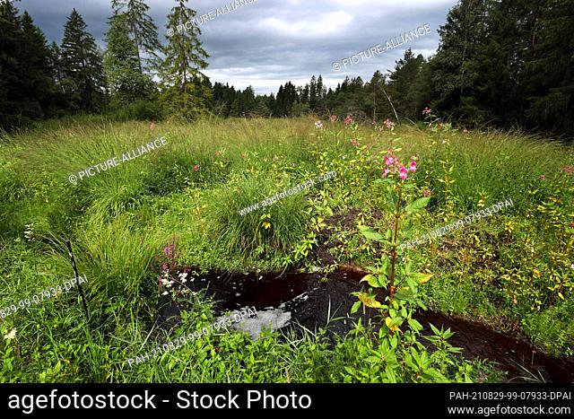 PRODUCTION - 06 August 2021, Bavaria, Hergatz: A stream with bog water flows behind Indian knapweed in the Degermoos. The moor in the Allgäu region on the...