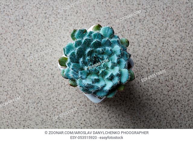 Top view of a miniature house plant Echeveria Bristly, in a flower pot on a gray stone background