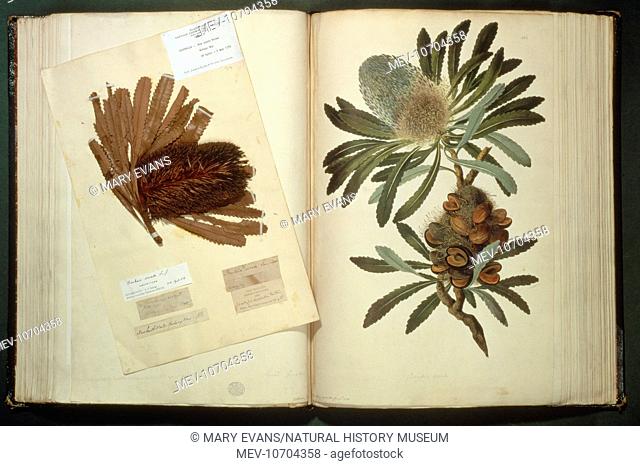 A specimen of Old Man Banksia (Banksia serrata) collected and illustrated on Cook's first voyage and named in honour of Joseph Banks