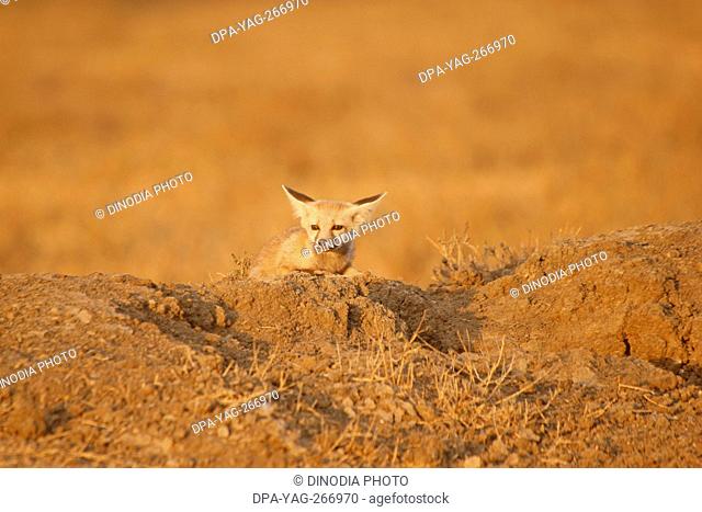 Desert Fox, Little Rann of Kutch, Patdi village, Gujarat, India, Asia