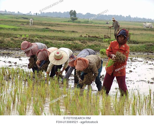 kampong, person, rice, transplanting, cambodia, people