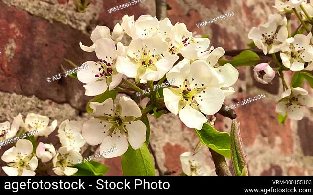 Apple flowers at a wall