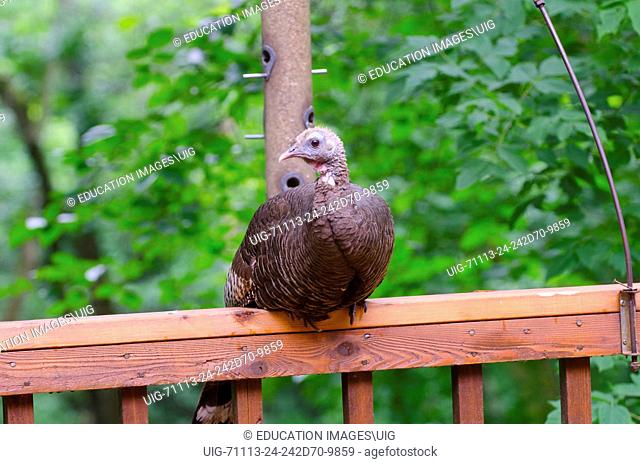 Minnesota, Urban Wild Turkey Female on Deck Railing