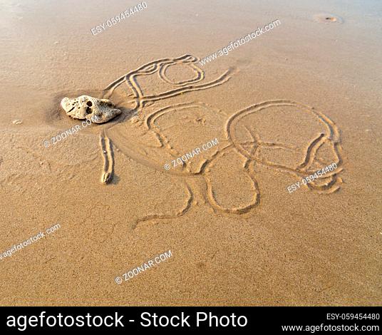 Strandschnecke zieht ihre Spur bei Ebbe