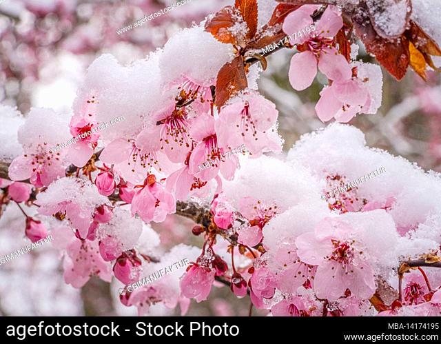 Snow on pink flowers