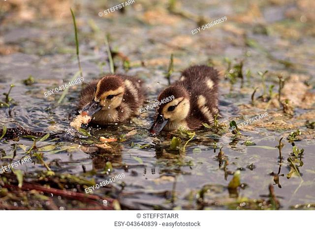 Little brown Baby Muscovy ducklings Cairina moschata flock together in a pond in Naples, Florida in summer