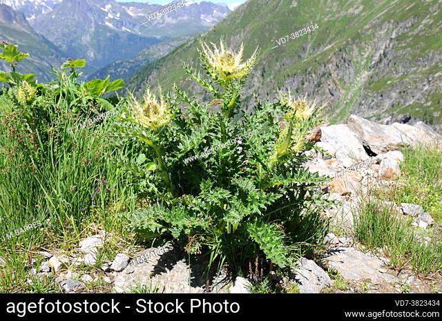 Spiniest thistle (Cirsium spinosissimum) is a spiny perennial plant native to Alps and Balkans. This photo was taken in french Alps, near Chamonix