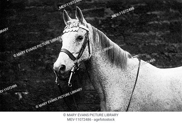 Ragtime, also known as Raggie, was a grey Arab horse, pictured here with his five medals displayed on his brow band. Three were for service during World War One