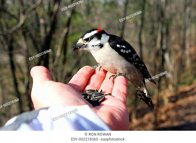 Downy Woodpecker Picoides pubescens male