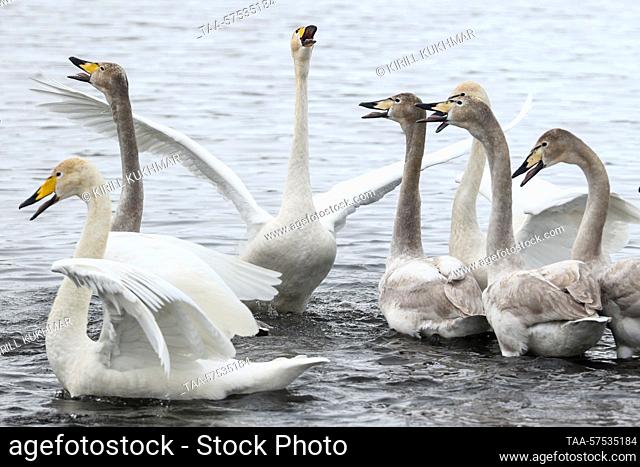 RUSSIA, ALTAI REGION - FEBRUARY 24, 2023: Swans are seen on Lake Svetloye (Lebedinoye) in the Lebediny Nature Reserve. The lake is the only place in Russia...