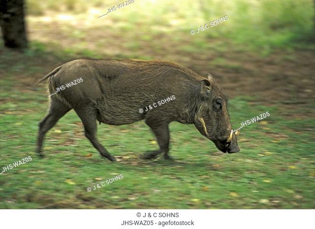 Warthog , Phacochoerus aethiopicus , Mkuzi Game Reserve , South Africa , Africa , adult running