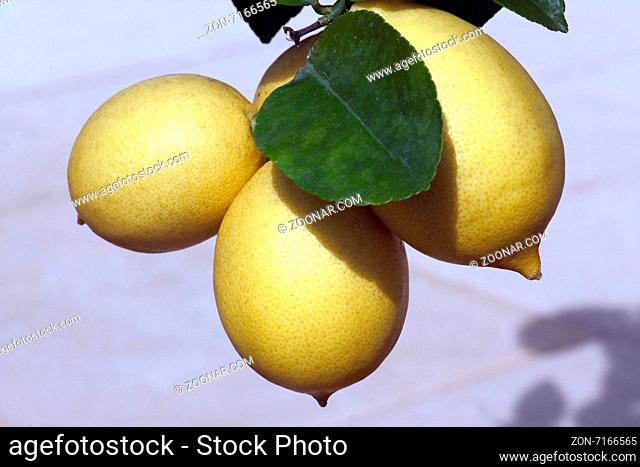 Zitrone; Citrus; limon; Zitronen;
