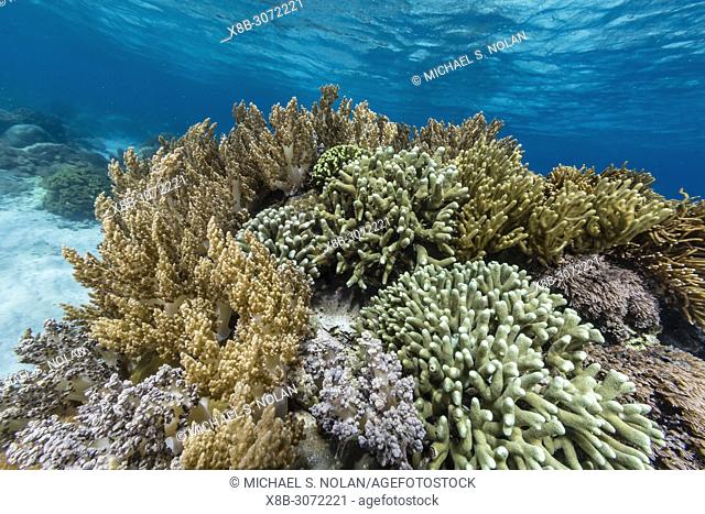 Profusion of hard and soft corals underwater on Mengiatan Island, Komodo National Park, Flores Sea, Indonesia