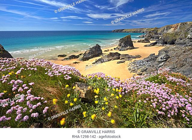Thrift and Kidney Vetch above Bedruthan Steps, Cornwall, England, United Kingdom, Europe