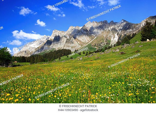 Alp, alps, flora, Alpstein, area, massif, Appenzell, view, mountain, mountain panorama, mountain flowers, mountains, mountain flora, mountain spring