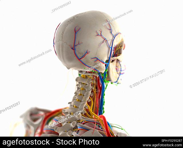 Head anatomy, illustration