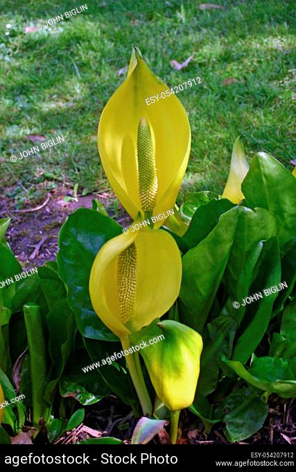 Flowering yellow skunk cabbage (Lysichiton americanus) on the edge of a pond with grass as background