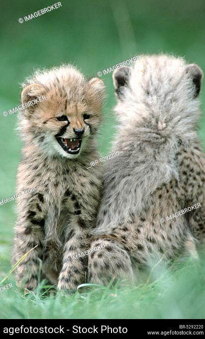 Cheetah (Acinonyx jubatus) cubs, 3 month