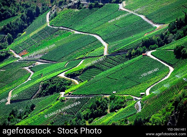 Vineyards on terraces, Rhone Valley, Fendant Wine Region, Saviese near Sion, Valais canton , Wallis canton, Switzerland, Europe