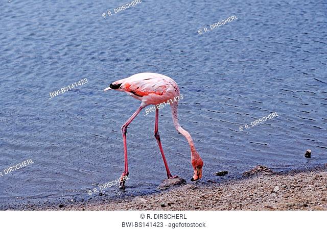 Greater flamingo, American flamingo, Caribbean Flamingo (Phoenicopterus ruber ruber), on the feed, Netherlands Antilles, Bonaire, Caribbean Sea