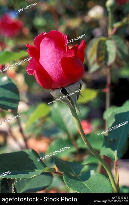 rose flower, bergamo, italy