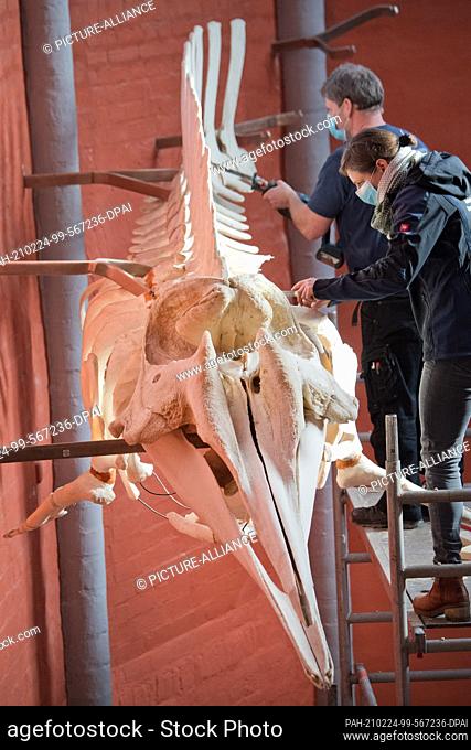 23 February 2021, Mecklenburg-Western Pomerania, Stralsund: The skeleton of a duck whale is dismantled by employees at the Meeresmuseum Stralsund