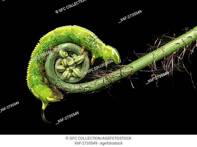 Caterpillar of neotropical Hawk moth (Xylophanes chiron), (Spingidae family), Amazon rainforest, Copalinga, Zamora province, Ecuador