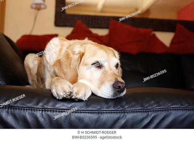 Golden Retriever Canis lupus f. familiaris, 11 year old animal lying on a black leather sofa