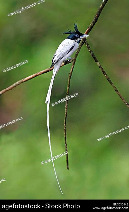 Asian Paradise-flycatcher (Terpsiphone paradisi paradisi) adult male, perched on twig in lowland rainforest, Sinharaja Forest Reserve, Sri Lanka, Asia