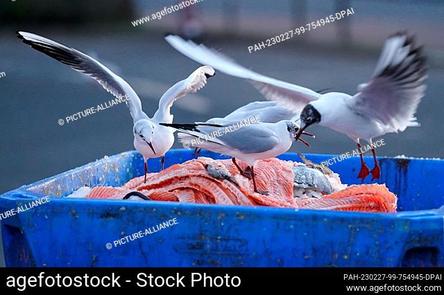 27 February 2023, Hamburg: Seagulls eat fish remains in a garbage can in front of the fish market Hamburg. Photo: Marcus Brandt/dpa