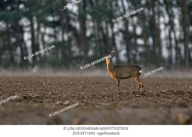 Roe Deer (Doe) -Capreolus capreolus, also known as the western Roe Deer. Spring. Uk