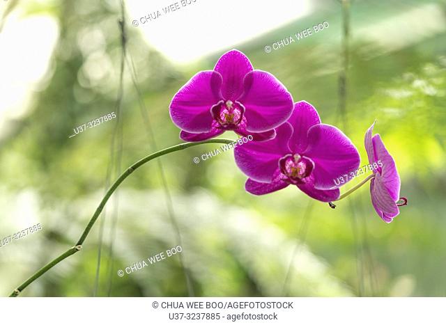 DBKU Orchid Garden, Kuching, Sarawak, Malaysia
