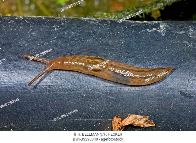 Threeband gardenslug, Iberian slug, Three band garden slug, Glasshouse slug (Lehmannia valentiana, Ambigolimax valentianus), Germany