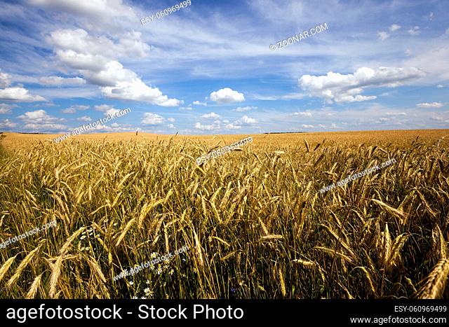 an agricultural field on which grows green unripe cereals