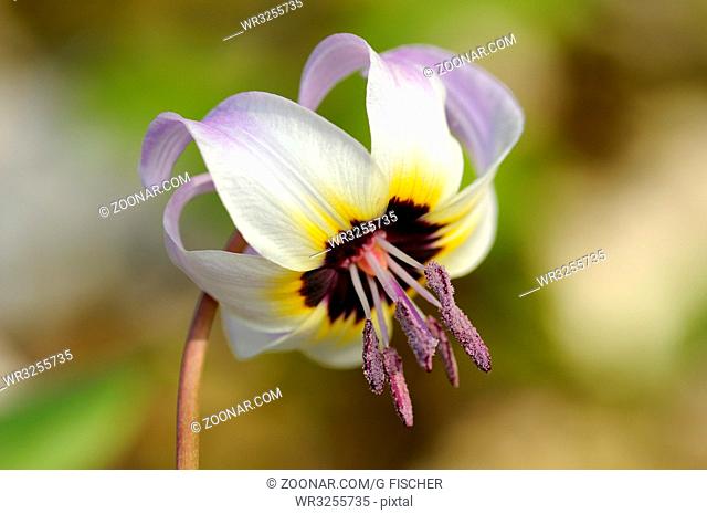 Blüte einer Zahnlilie, Erythronium hendersonii / Flower of a Henderson's Fawn Lily, Erythronium hendersonii