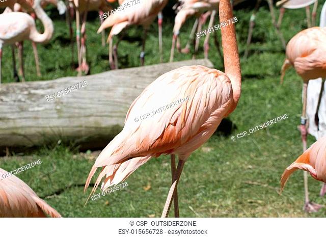 tropical, group of orange flamingos in a zoo park
