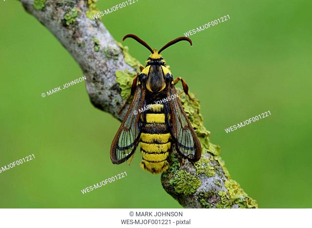 Hornet Clearwing on branch