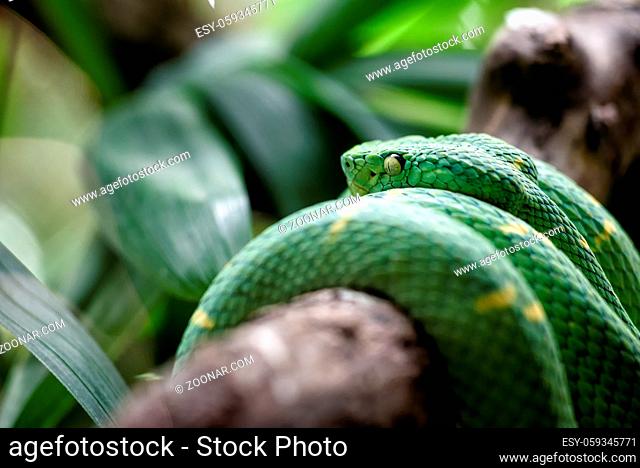 venemous Pit viper in the jungle in central america