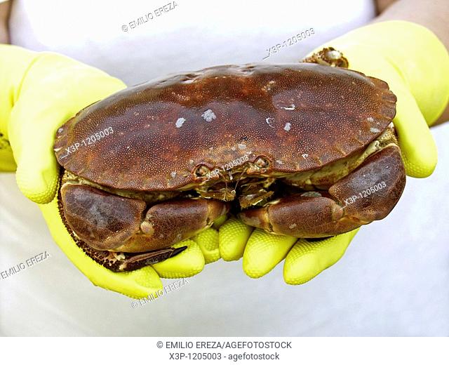Crab Cancer pagurus