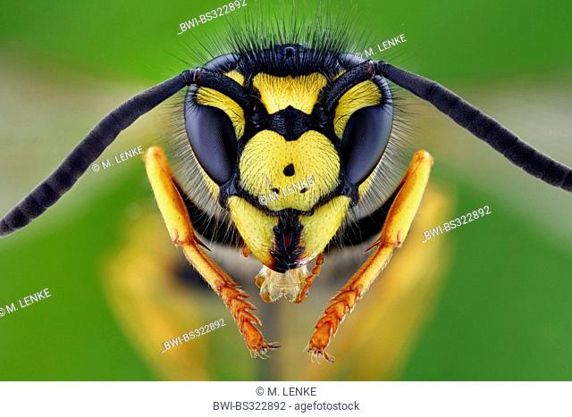 German wasp (Vespula germanica, Vespa germanica, Paravespula germanica), head, Germany