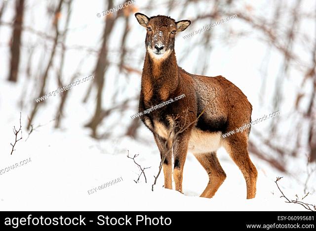 Attentive wild female mouflon, ovis musimon, sheep standing in snow in winter forest and facing camera. Mammal looking in cold forest with space for text