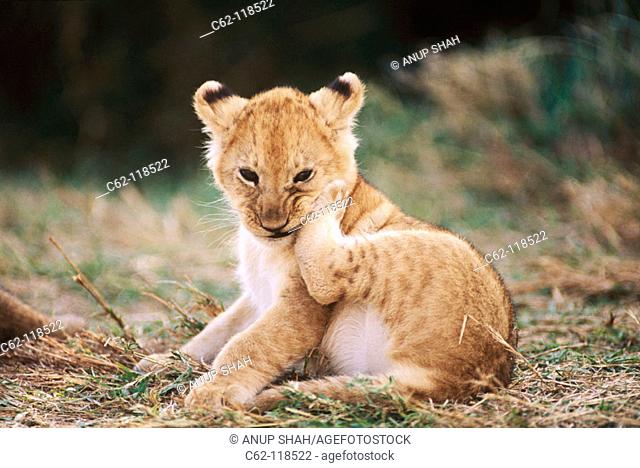 Lion cub. Masai Mara Natural Reserve. Kenya