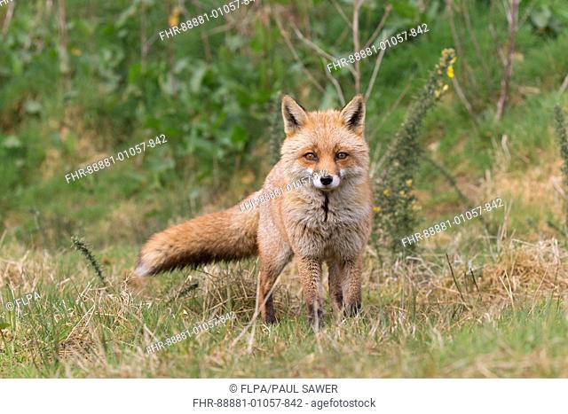 Red Fox (Vulpes vulpes) adult female, standing on grass, Devon, England, UK, April, (captive)