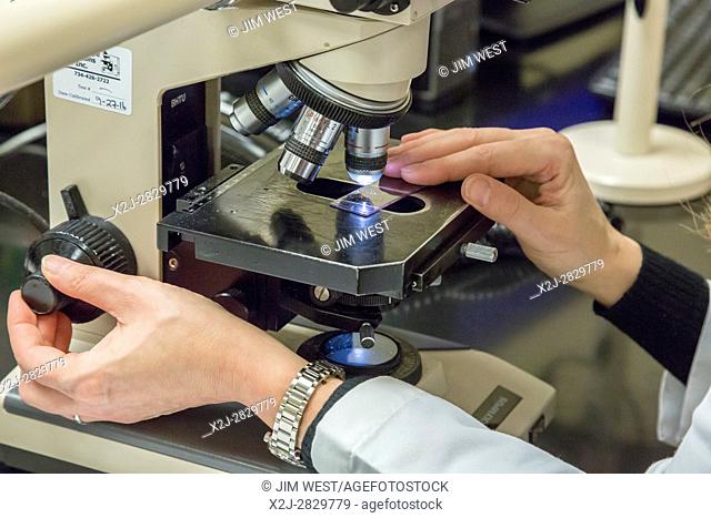 Detroit, Michigan - Dr. Rouba Ali, a pathologist at the Detroit Medical Center, examines cells from a uterus under a microscope for evidence of cancer