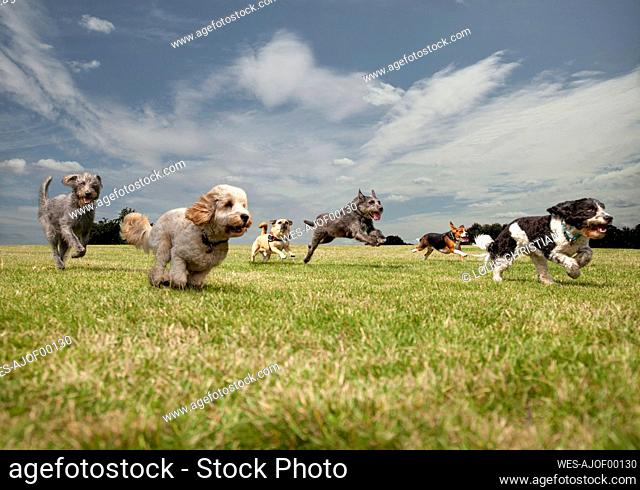 Dogs chasing each other in a park, left to right: Irish Wolfhound, Petit Basset Griffon Vendeen, Swedish Vallhund, Irish Wolfhound, Beagle, Spinone Italiano