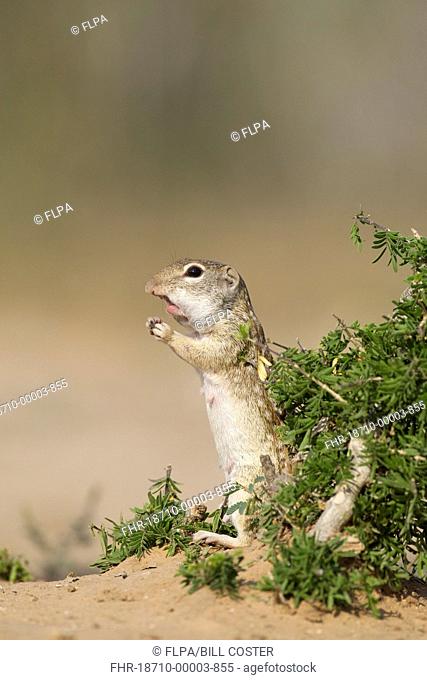 Mexican Ground Squirrel Ictidomys mexicanus adult, feeding, filling cheek pouches, South Texas, U S A , april