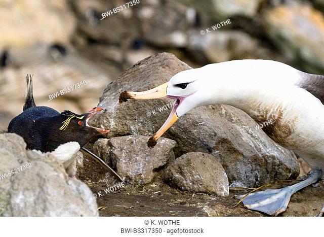 Black-browed albatross (Thalassarche melanophrys, Diomedea melanophris), and rockhopper penguin threatening with open bills, Falkland , New Island