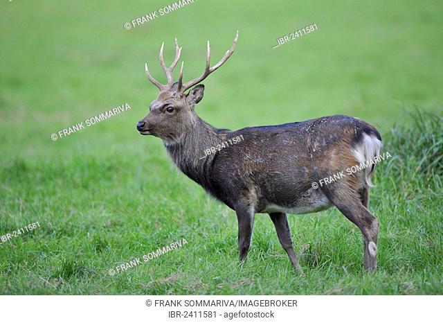Sika Deer (Cervus nippon), deer park, Bavaria, Germany, Europe