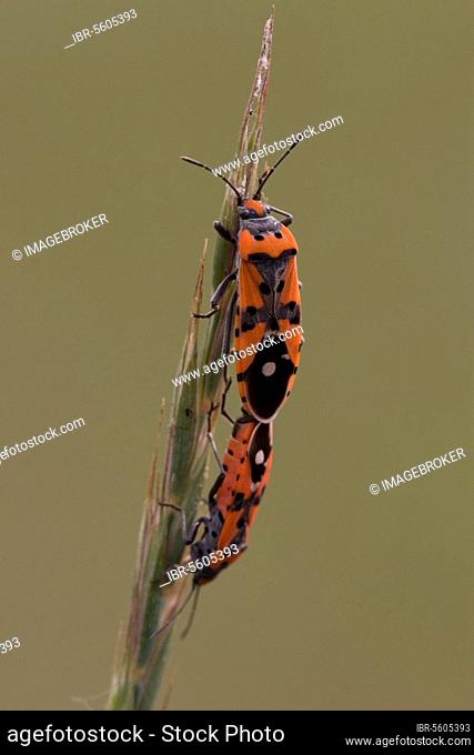 Knight bug, Knight bugs, Other animals, Insects, Animals, bow, Bugs, Mating seed bugs lygaeus equestris